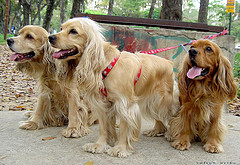 Sul Canile cattiva informazione