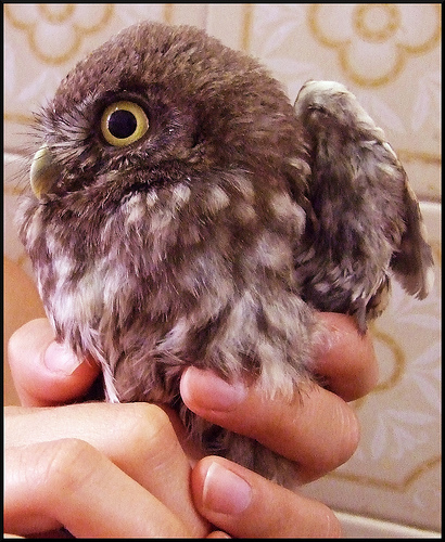 Arriva la civetta del Comune