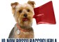 La campagna per la raccolta delle cacche dei cani