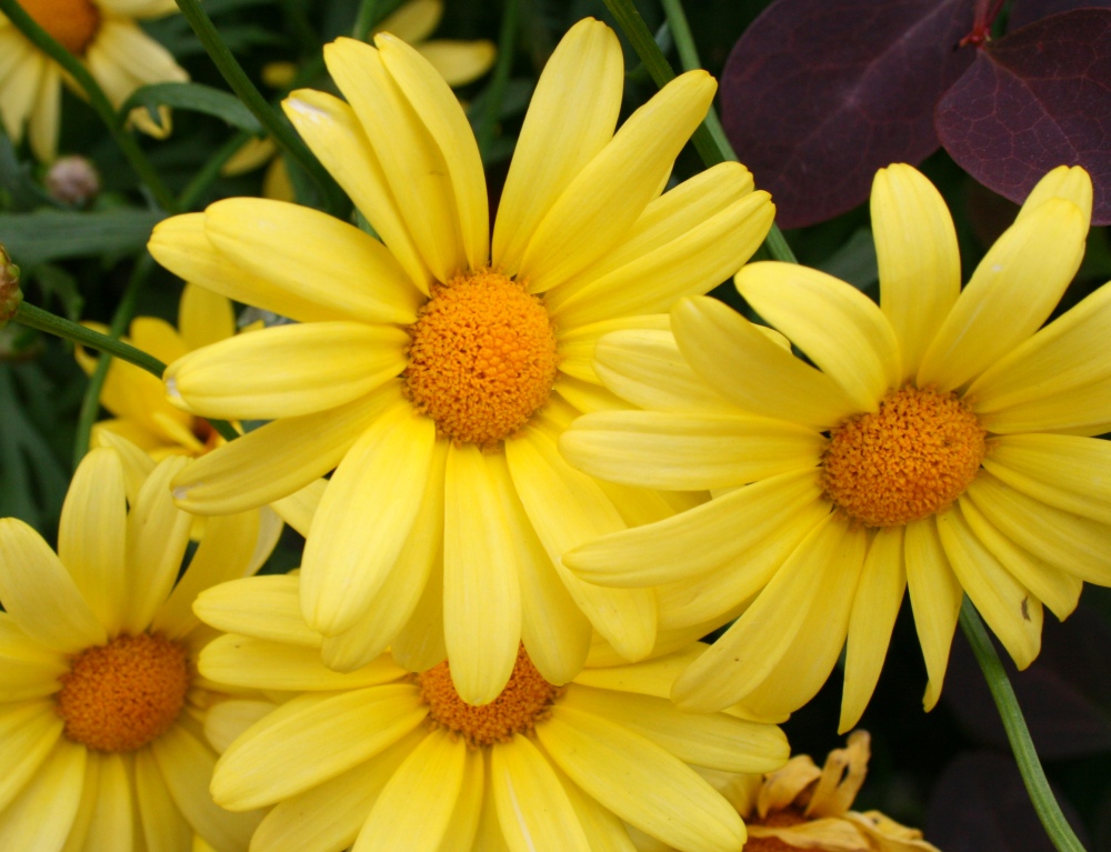 La prima(ria)vera di Bologna