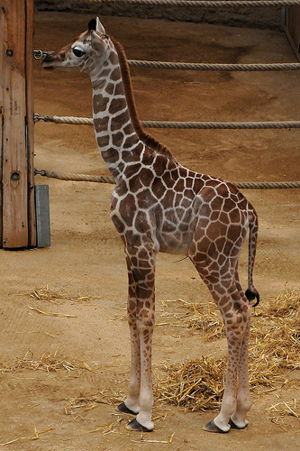 Foto di Joachim S. Müller su Flickr