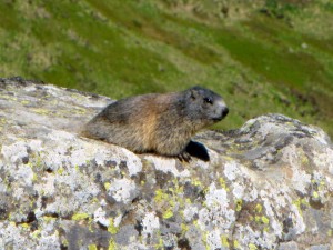Marmotta sul Cimone