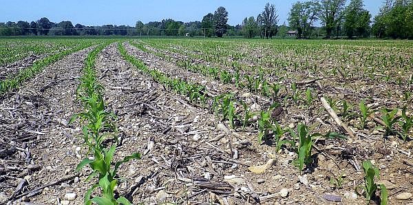 Pro e contro dell’agricoltura conservativa: quanto ha senso incentivarla?