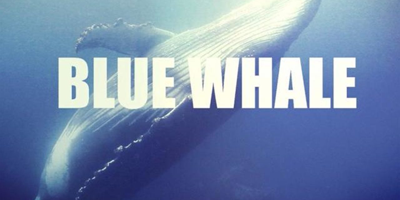 Il pericolo Blue Whale