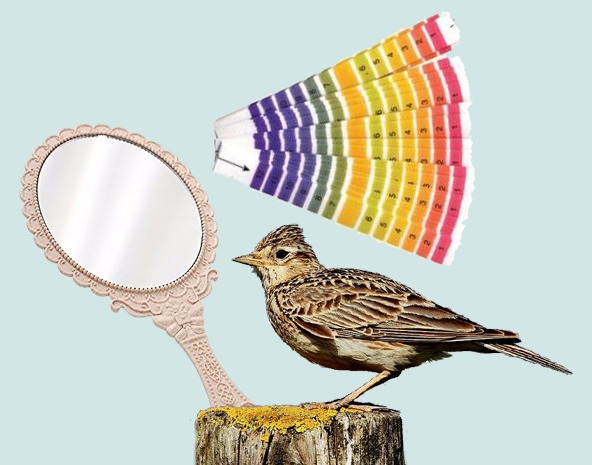 Cartine di tornasole e specchietti per le allodole